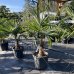 Trachycarpus fortunei (Palma konopná)  - kont. C25L, výška kmeňa 40-50 cm, celková výška 130-150 cm (-17°C) 